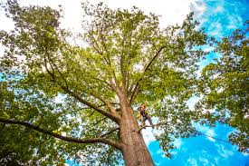 Best Tree Trimming and Pruning  in Salisbury, NC