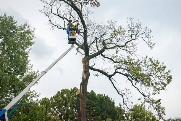 Best Storm Damage Tree Cleanup  in Salisbury, NC