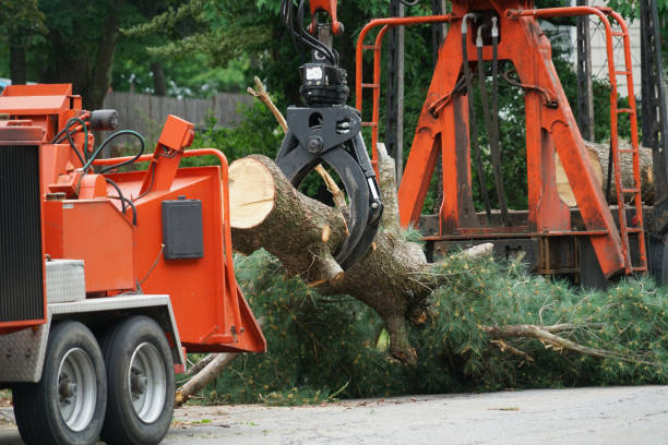 How Our Tree Care Process Works  in  Salisbury, NC