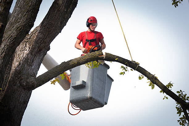 Best Hazardous Tree Removal  in Salisbury, NC